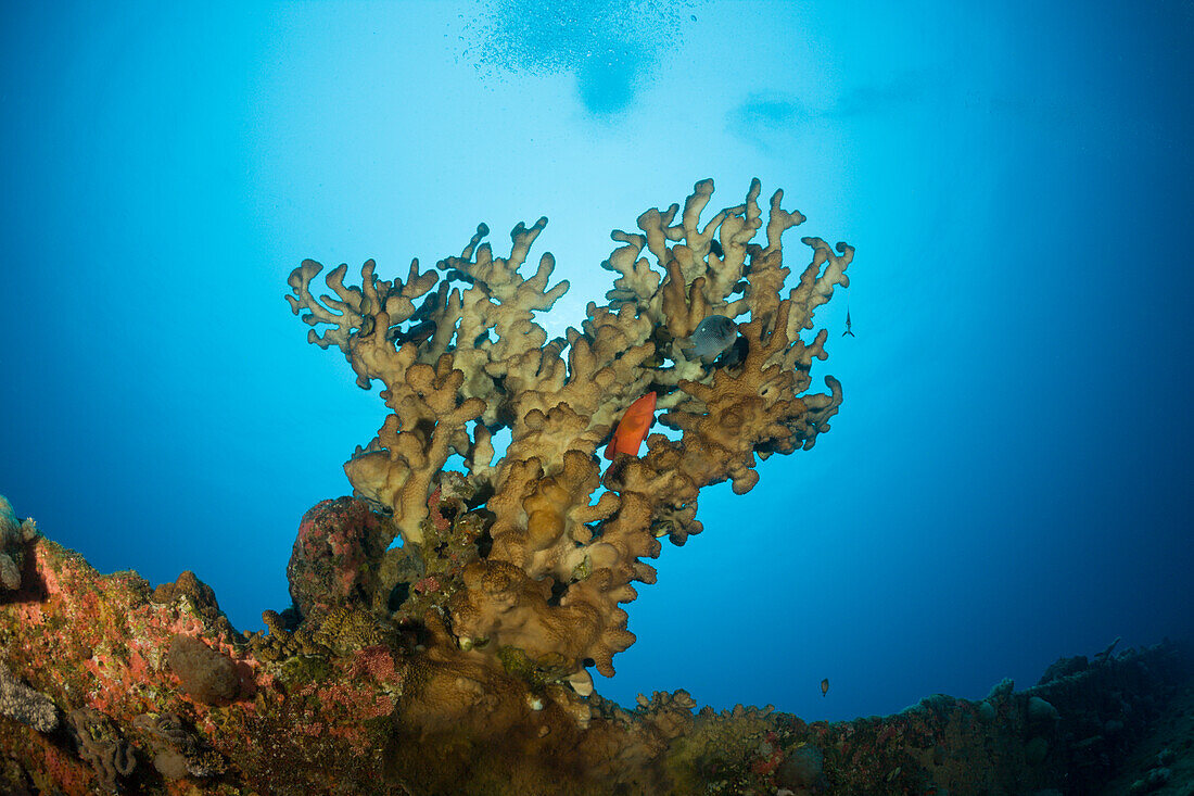 Feuerkoralle auf dem Kiel der HIJMS Nagato, Marschallinseln, Bikini Atoll, Mikronesien, Pazifik