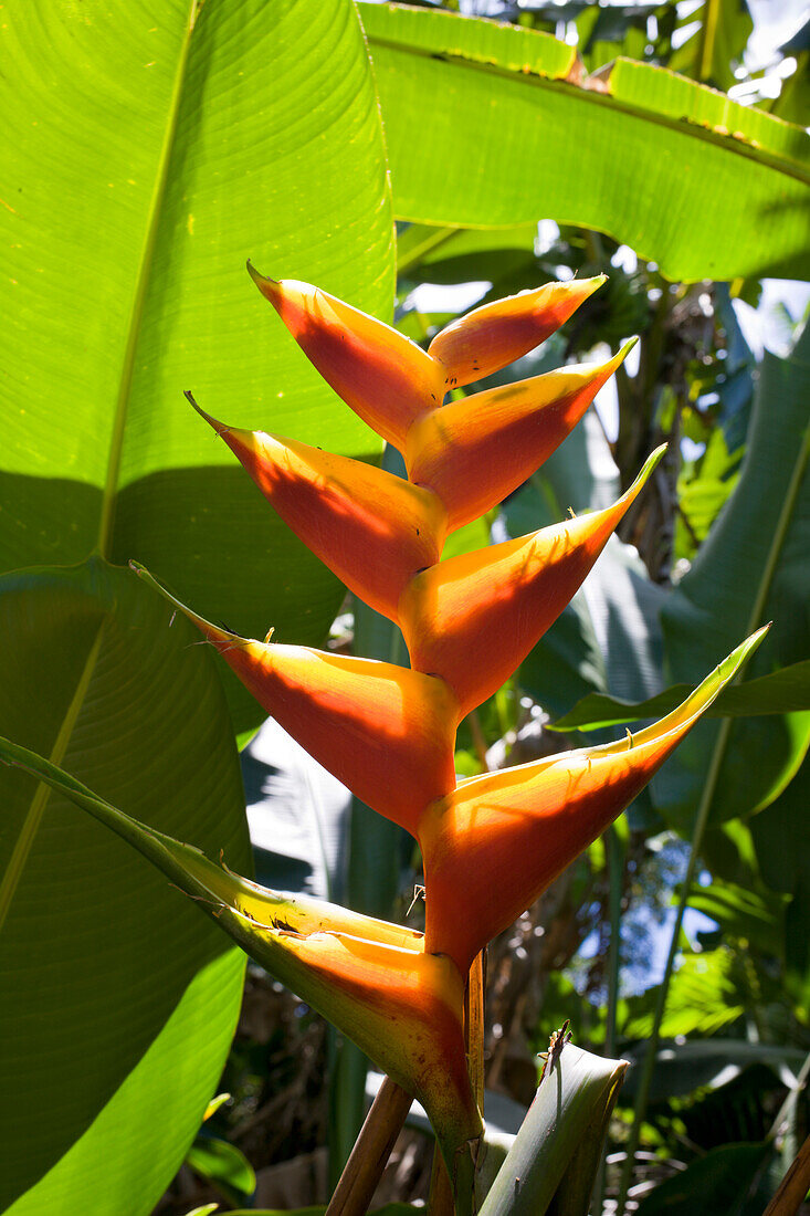 Heliconia, Heliconia, Maui, Hawaii, USA