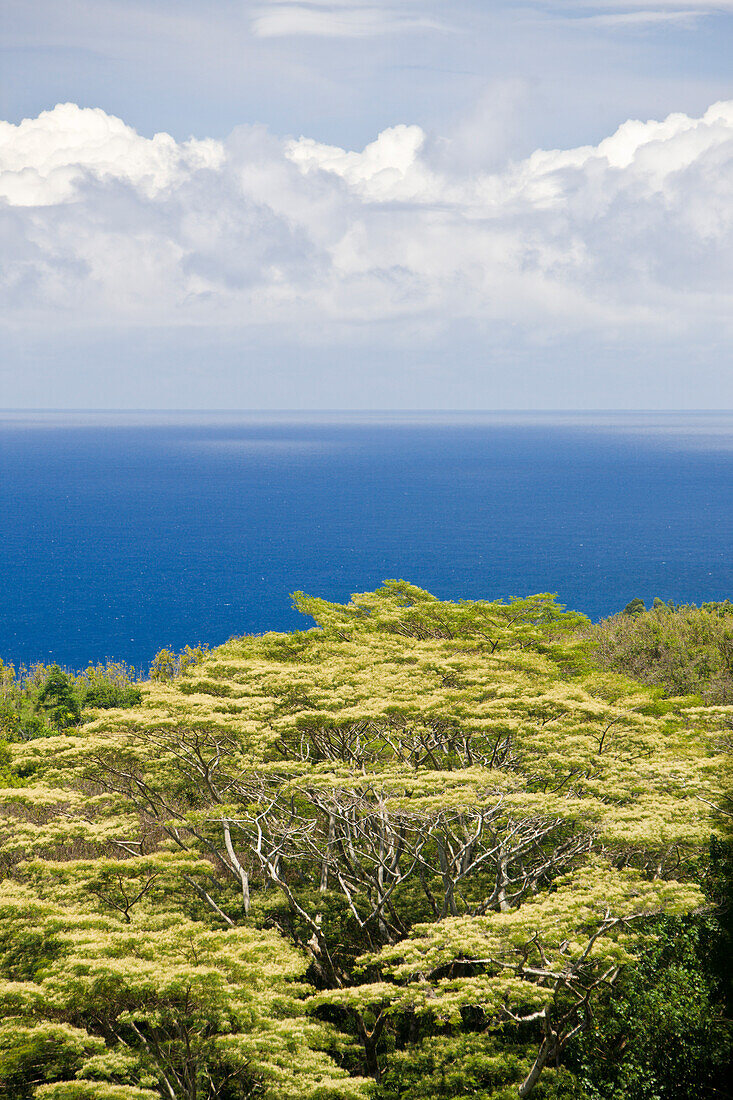 Vegetation an der Strasse nach Hana, Maui, Hawaii, USA