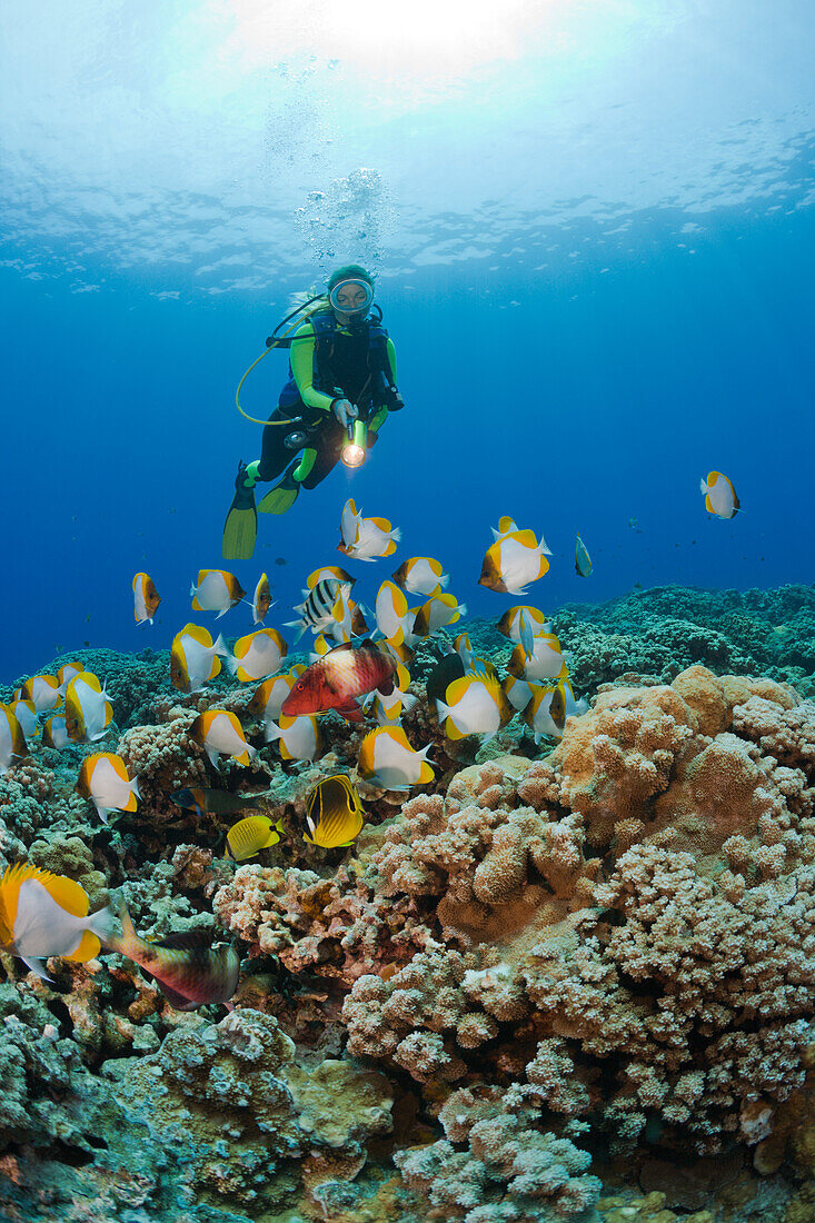 Pyramid Butterflyfishes and Diver, Hemitaurichthys polyepis, Molokini Crater, Maui, Hawaii, USA