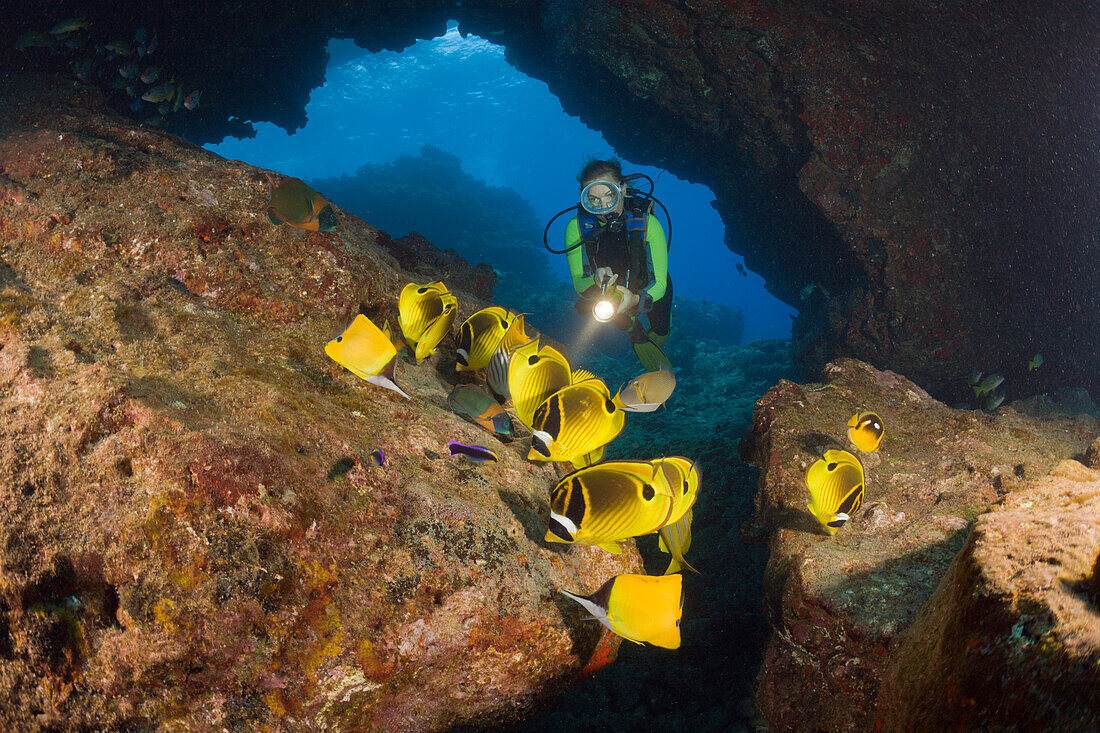 Mondsichel-Falterfische und Taucher, Chaetodon lunula, Kathedrale von Lani, Maui, Hawaii, USA