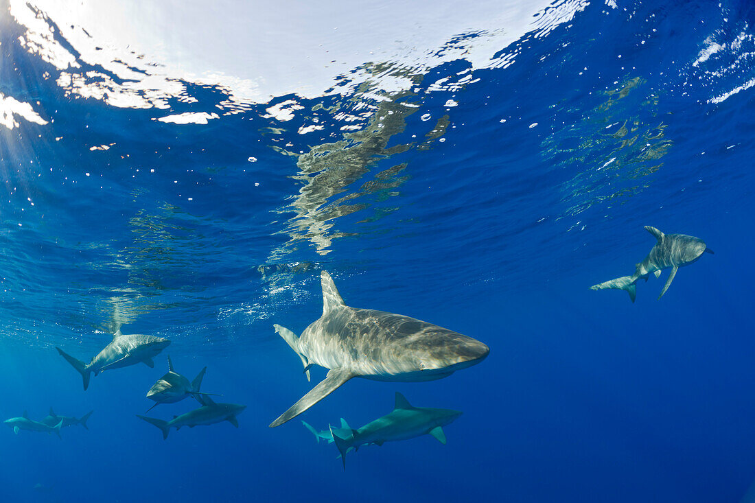 Galapagos Sharks, Carcharhinus galapagensis, Maui, Hawaii, USA
