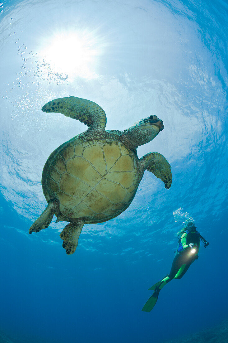 Gruene Meeresschildkroete und Taucher, Chelonia mydas, Maui, Hawaii, USA