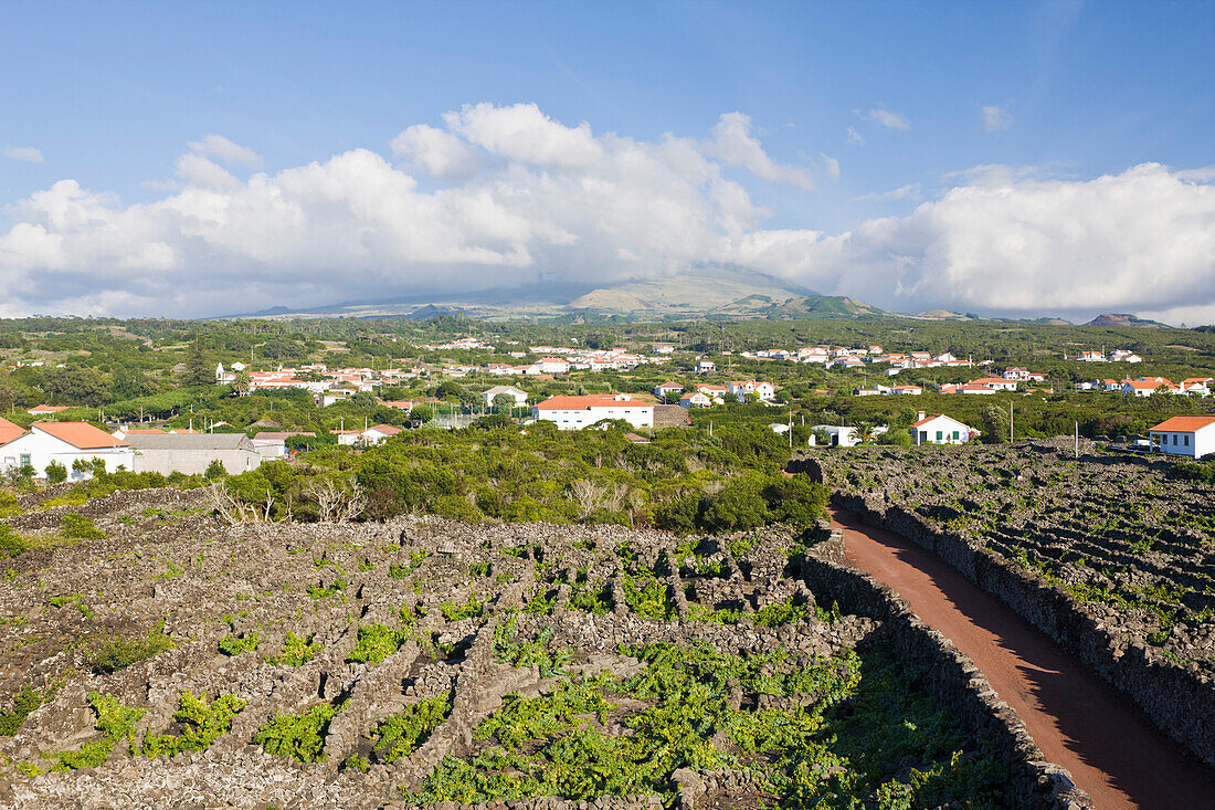 Pico Island Vineyard Culture Unesco Heritage Site, Pico Island, Azores, Portugal