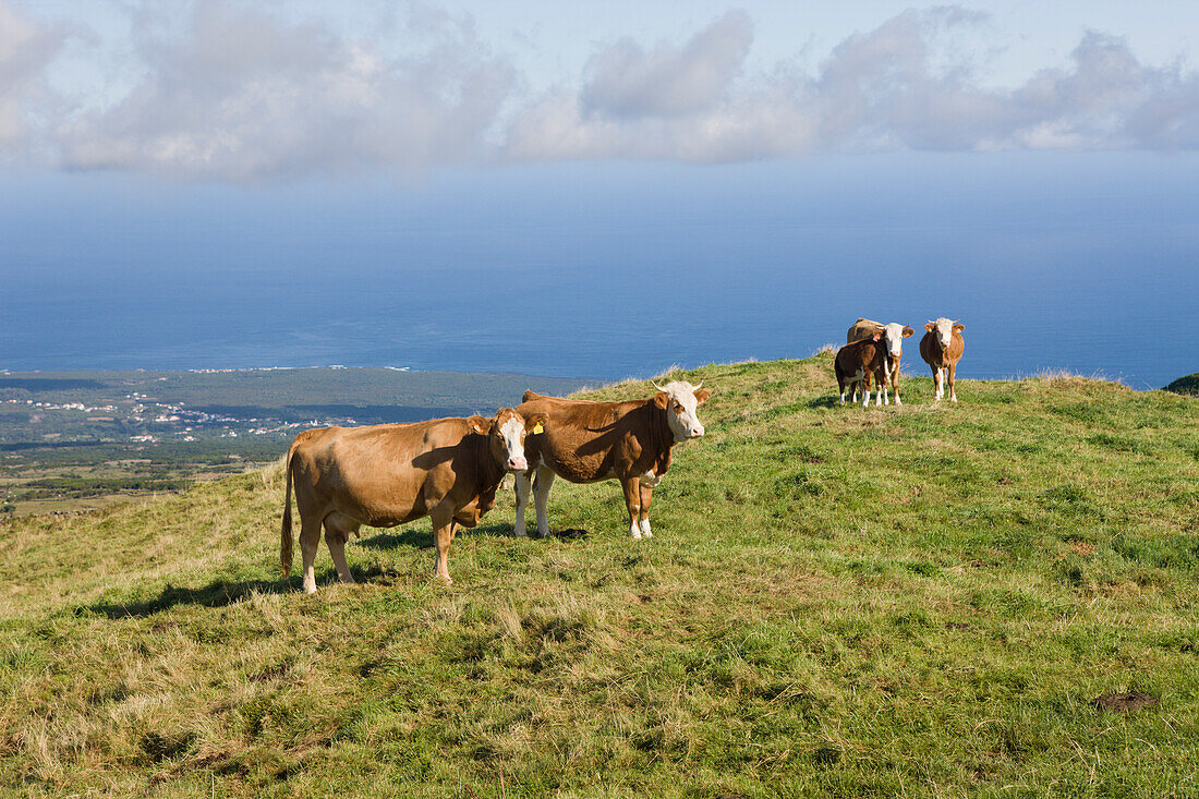 Cows on the Field, Bos taurus, Pico Island, Azores, Portugal