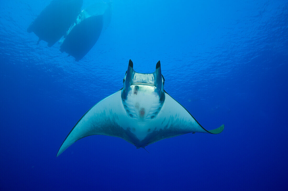 Sicklefin Mobula, Mobula tarapacana, Azores, Princess Alice Bank, Atlantic Ocean, Portugal