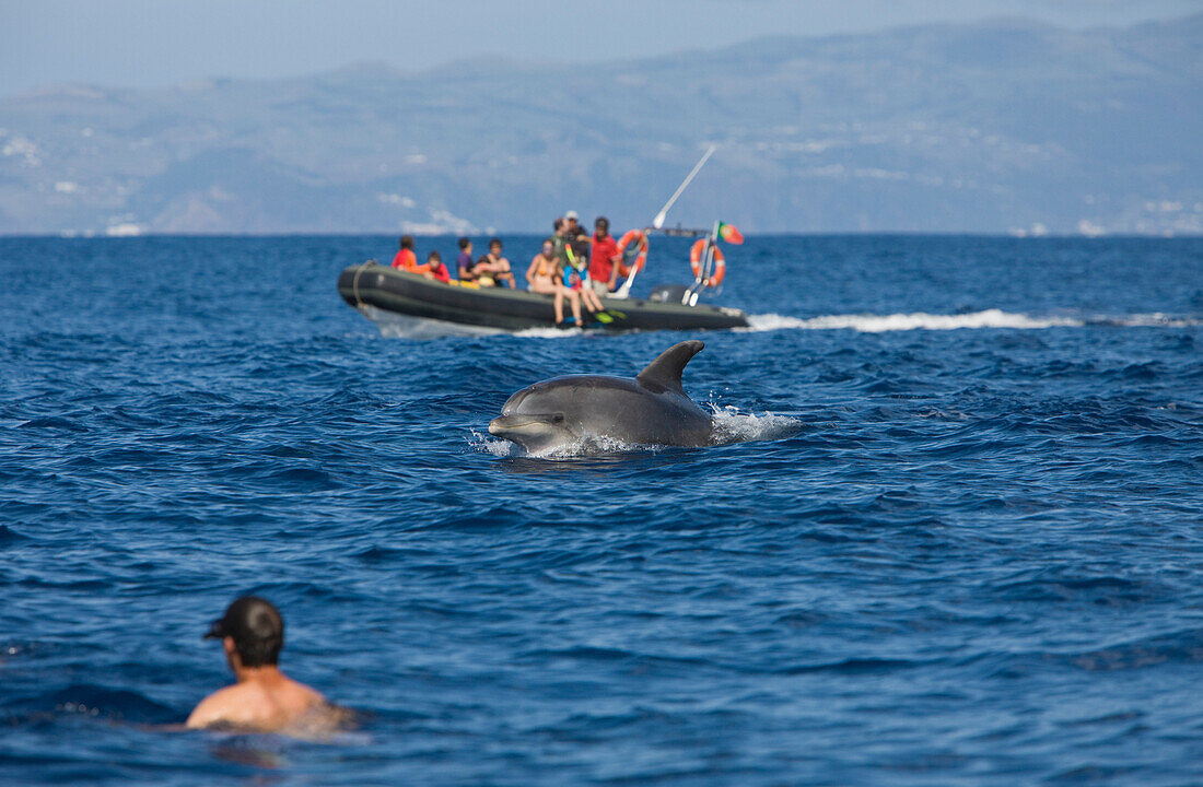 Tourists at Dolphin watching Tour, Tursiops truncatus, Azores, Atlantic Ocean, Portugal