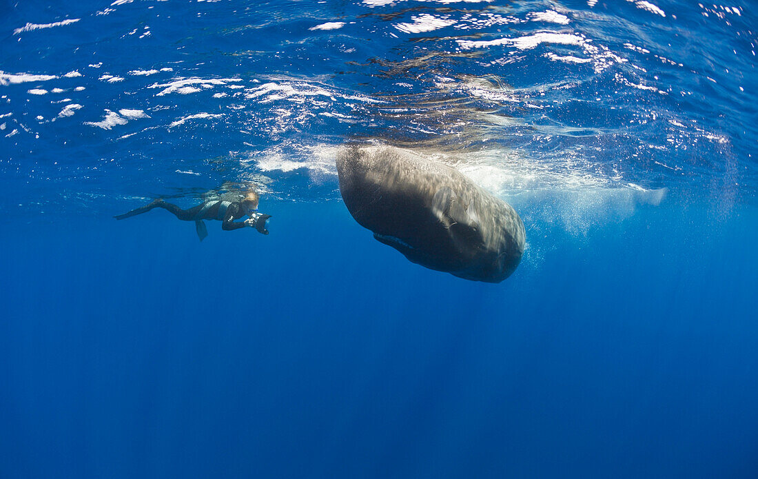 Sperm Whale and Photographer, Physeter catodon, Azores, Atlantic Ocean, Portugal