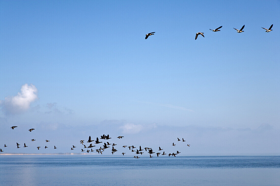 Flying brent geese, Steenodde, Amrum island, Schleswig-Holstein, Germany
