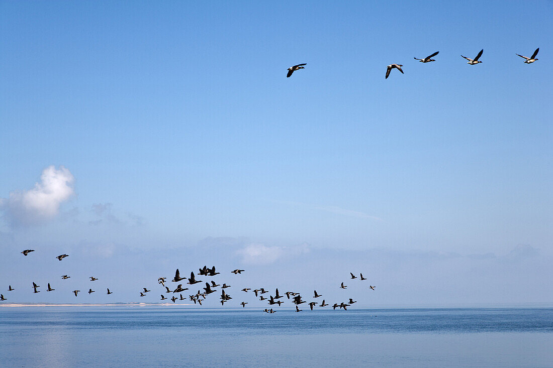 Ringelgänse im Flug, Steenodde, Amrum, Schleswig-Holstein, Deutschland