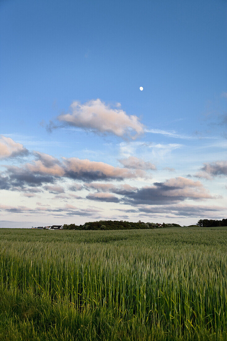 Grain field, Amrum island, Schleswig-Holstein, Germany
