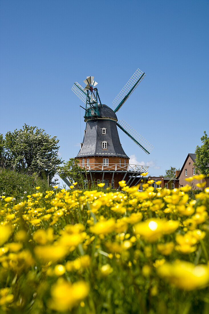 Windmill, Borgsum, Foehr Island, Schleswig-Holstein, Germany