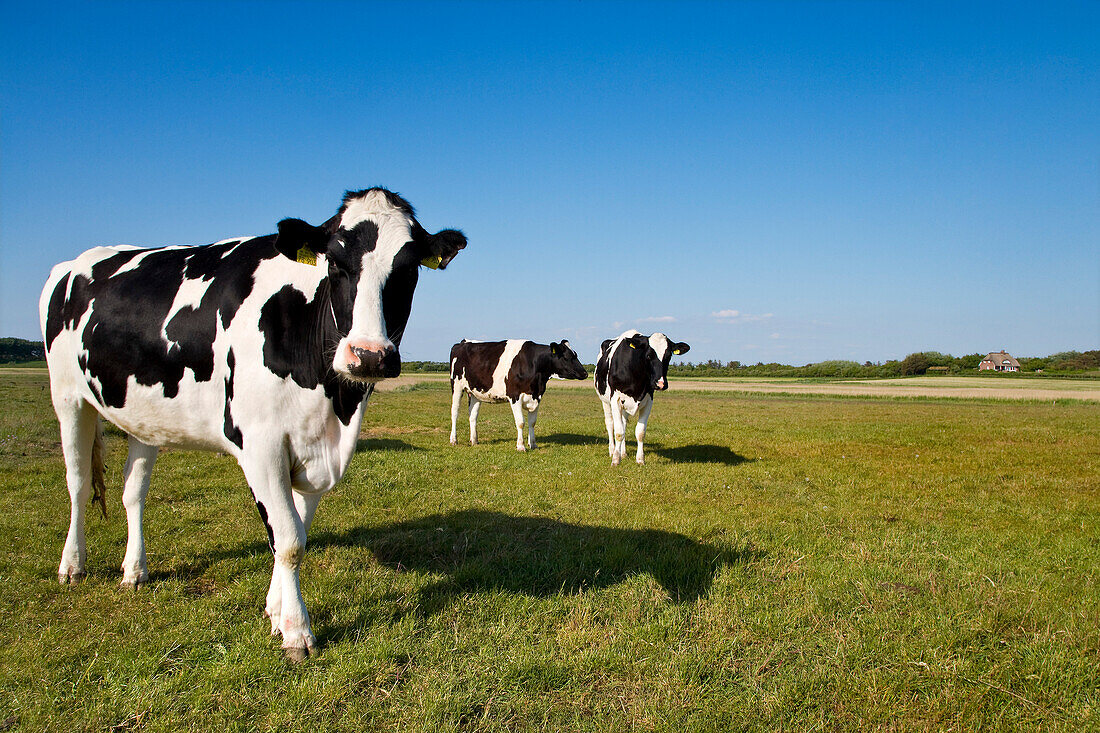 Cows, Föhr Island, North Frisian Islands, Schleswig-Holstein, Germany