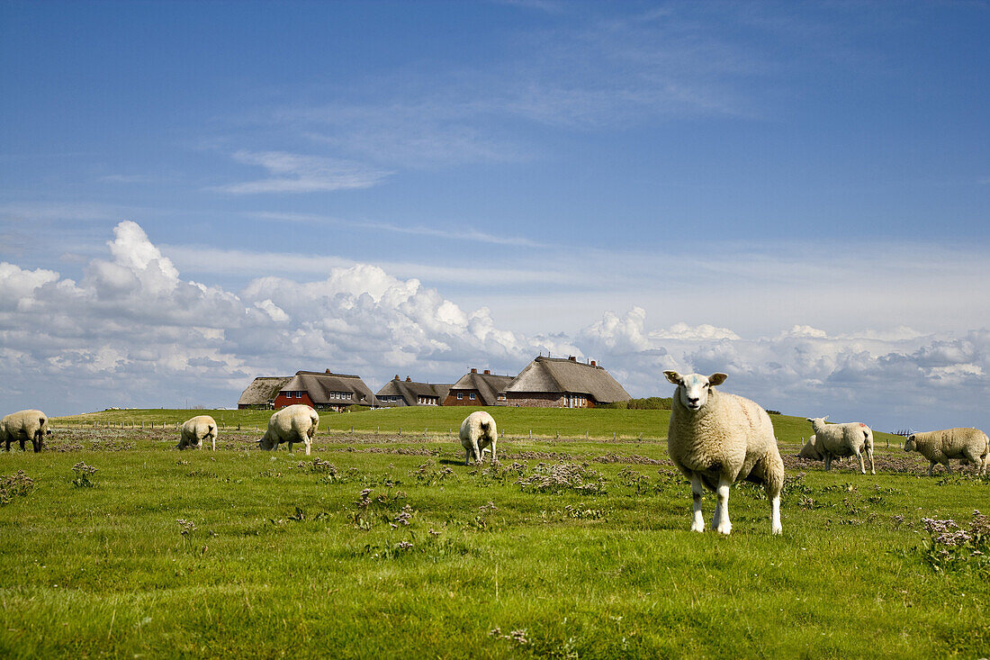 Flock of sheep, dwelling mound, Hallig Groede, Schleswig-Holstein, Germany