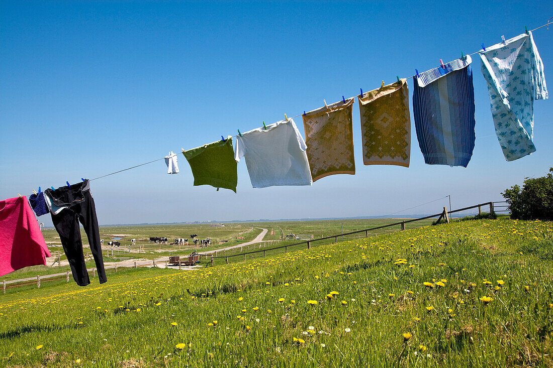 Clothesline, Hallig Oland, North Frisian Islands, Schleswig-Holstein, Germany