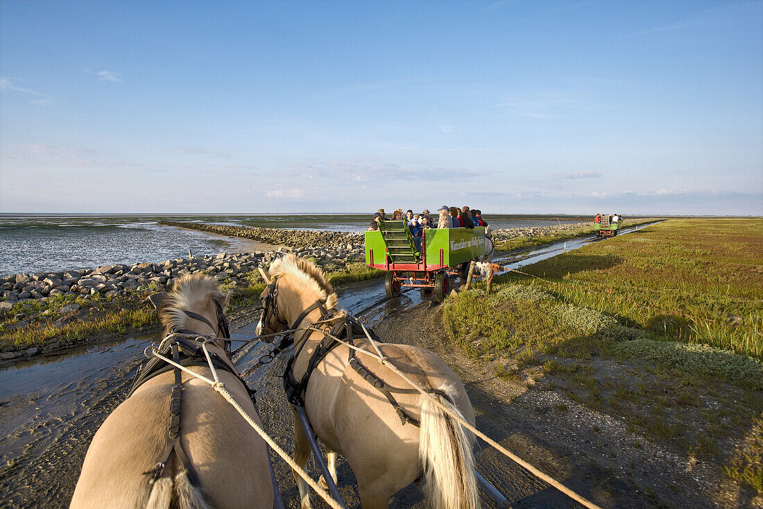 Horse-drawn carriage tour to Hallig Suedfall, Schleswig-Holstein, Germany