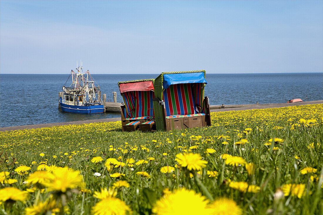 Beach chairs between dandelions, Pellworm island, Schleswig-Holstein, Germany