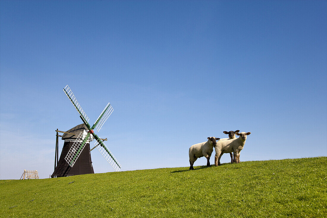 Schafe bei Nordermühle, Pellworm, Schleswig-Holstein, Deutschland