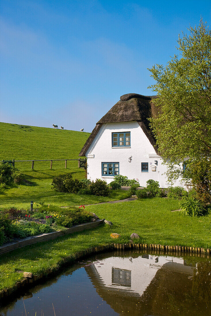 Thatched house at dike, Pellworm Island, Schleswig-Holstein, Germany