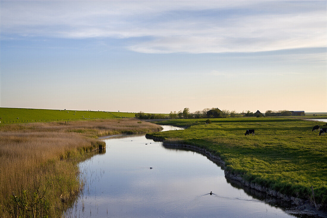 Landschaft mit Priel, Pellworm, Schleswig-Holstein, Deutschland