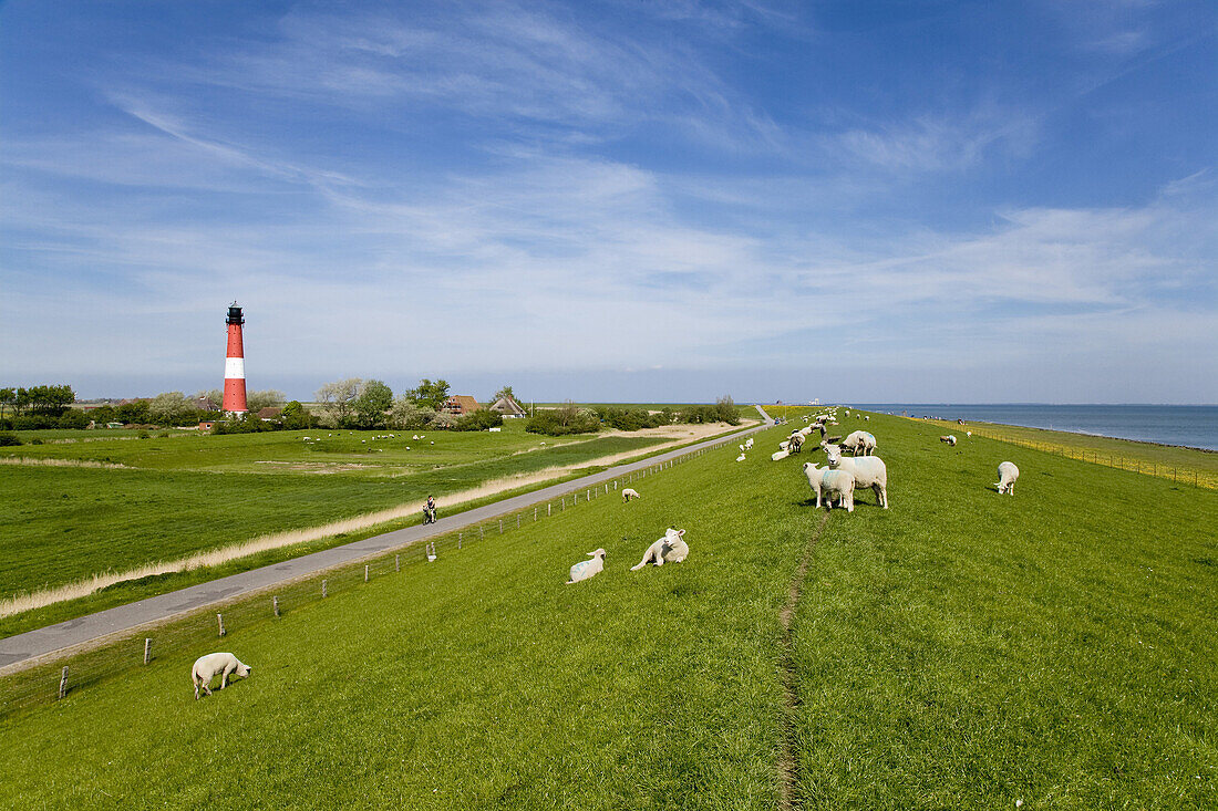 Sheep on a dike, lighthouse in background, Pellworm island, Schleswig-Holstein, Germany