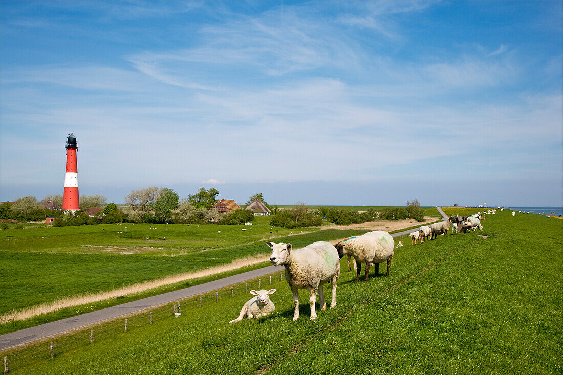 Schafe am Leuchtturm, Pellworm, Nordfriesland, Schleswig-Holstein, Deutschland