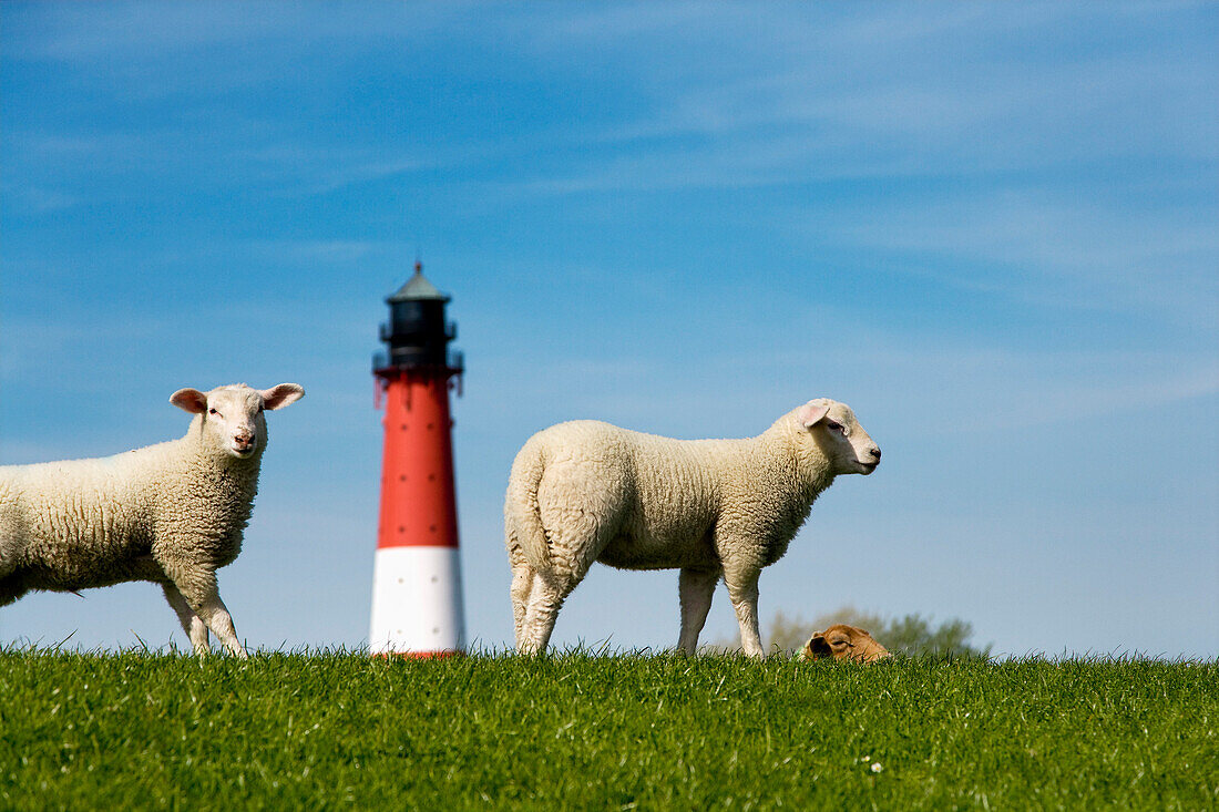 Schafe am Leuchtturm, Pellworm, Nordfriesland, Schleswig-Holstein, Deutschland