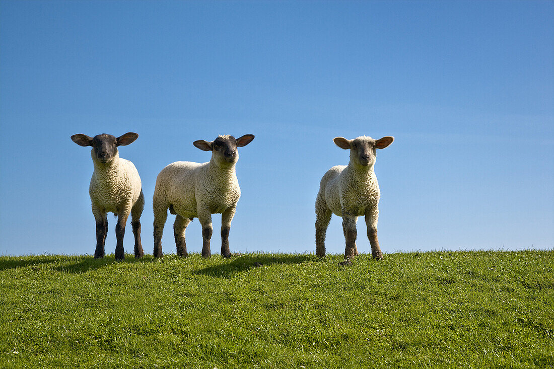 Schafe auf einem Deich, Pellworm, Schleswig-Holstein, Deutschland