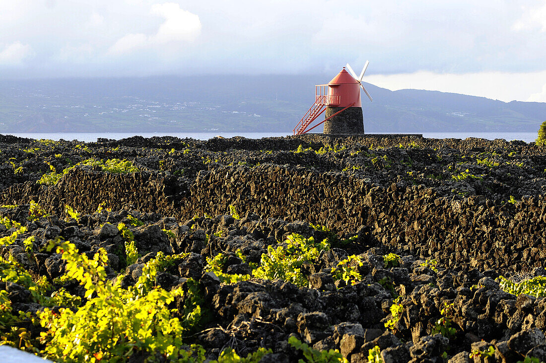 Vineyard on the coast, Pico Island, Azores, Portugal