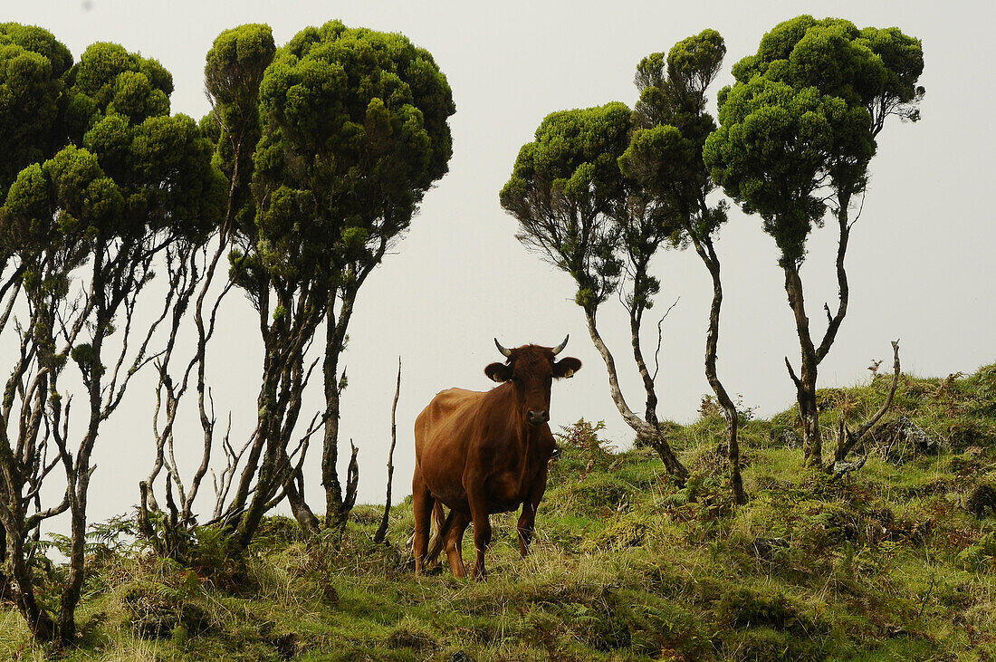Kuh in der Serra im Ostteil, Insel Pico, Azoren, Portugal