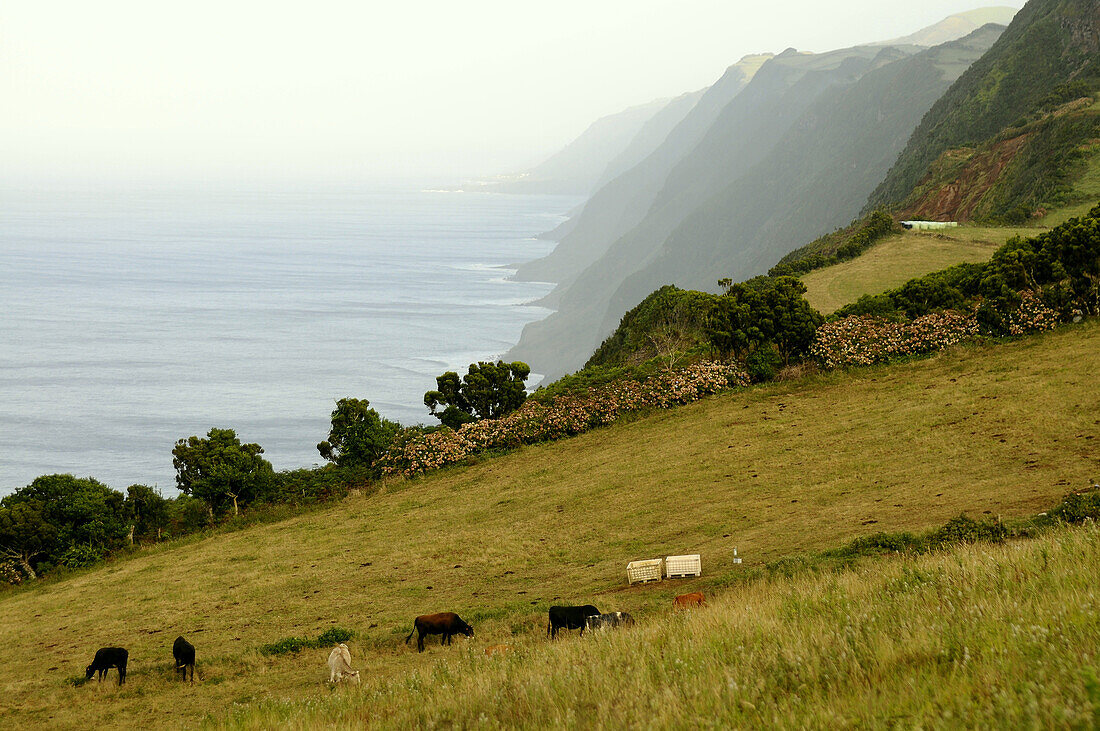 Coastal landscape, North coast, Sao Jorge Island, Azores, Portugal