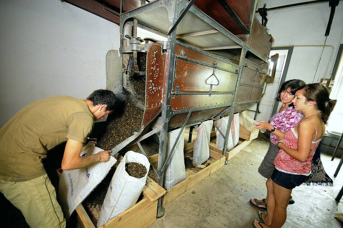 Teefabrik im Teegebiet bei Gorreana, Insel Sao Miguel, Azoren, Portugal