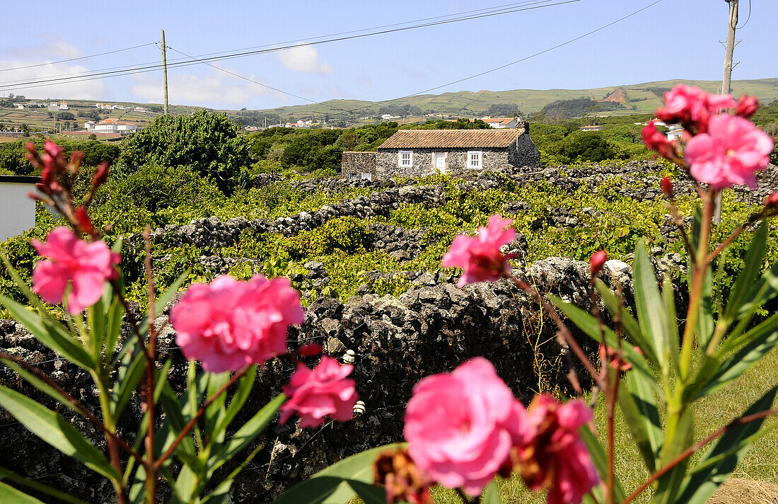 Weinbau an der Südküste, Insel Terceira, Azoren, Portugal