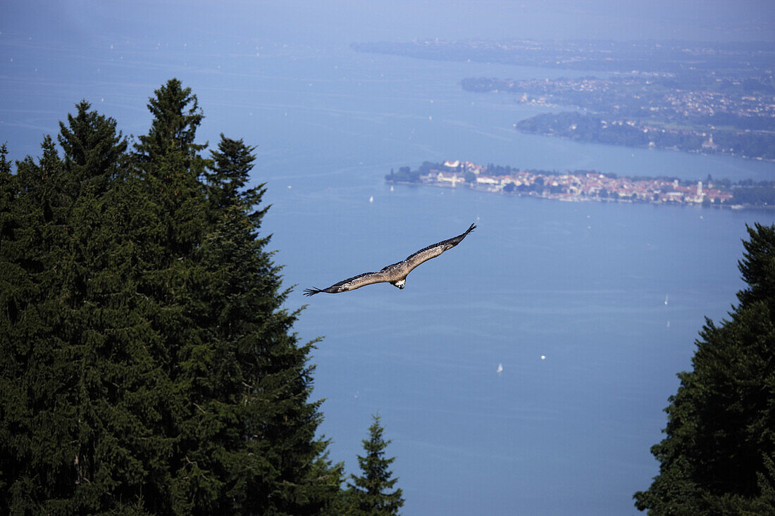 Bird of prey in mid-air, Lindau in background, Pfander, Bregenz, Vorarlberg, Austria