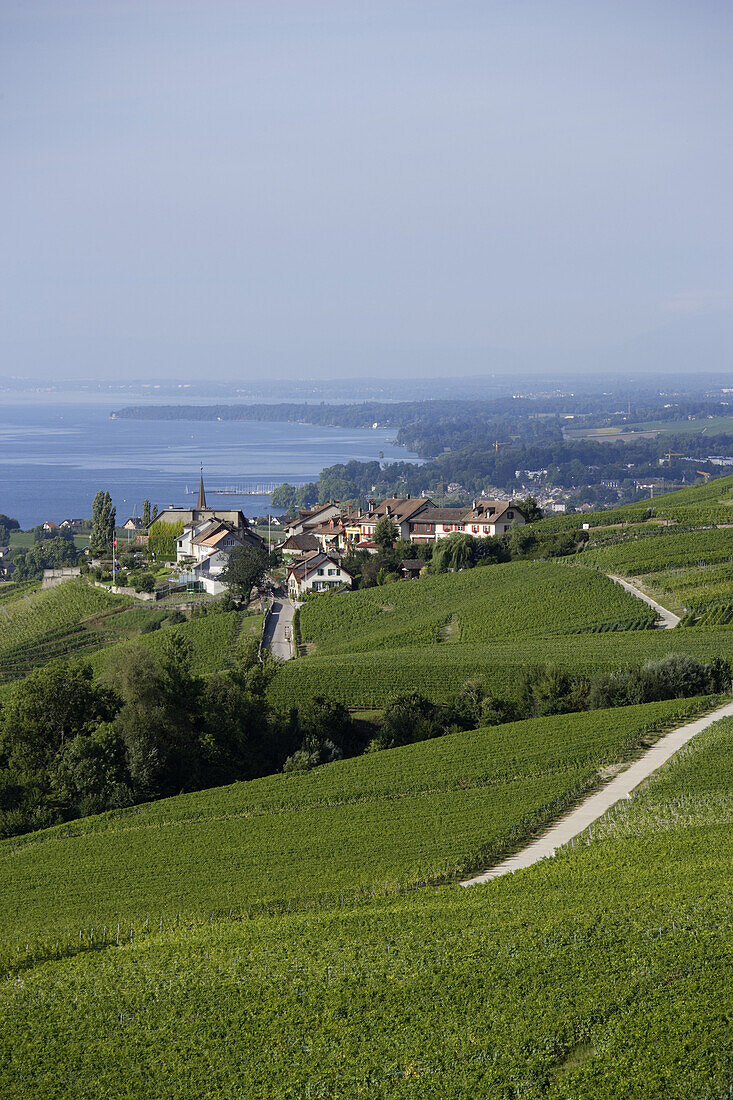 Blick über Weinberge und Bougy-Villars auf den Genfersee, Kanton Waadt, Schweiz