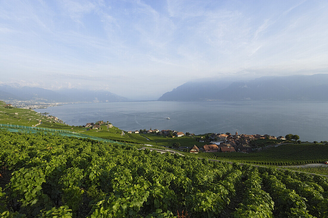 Blick über Weinberge und Rivaz auf den Genfersee, Lavaux, Kanton Waadt, Schweiz