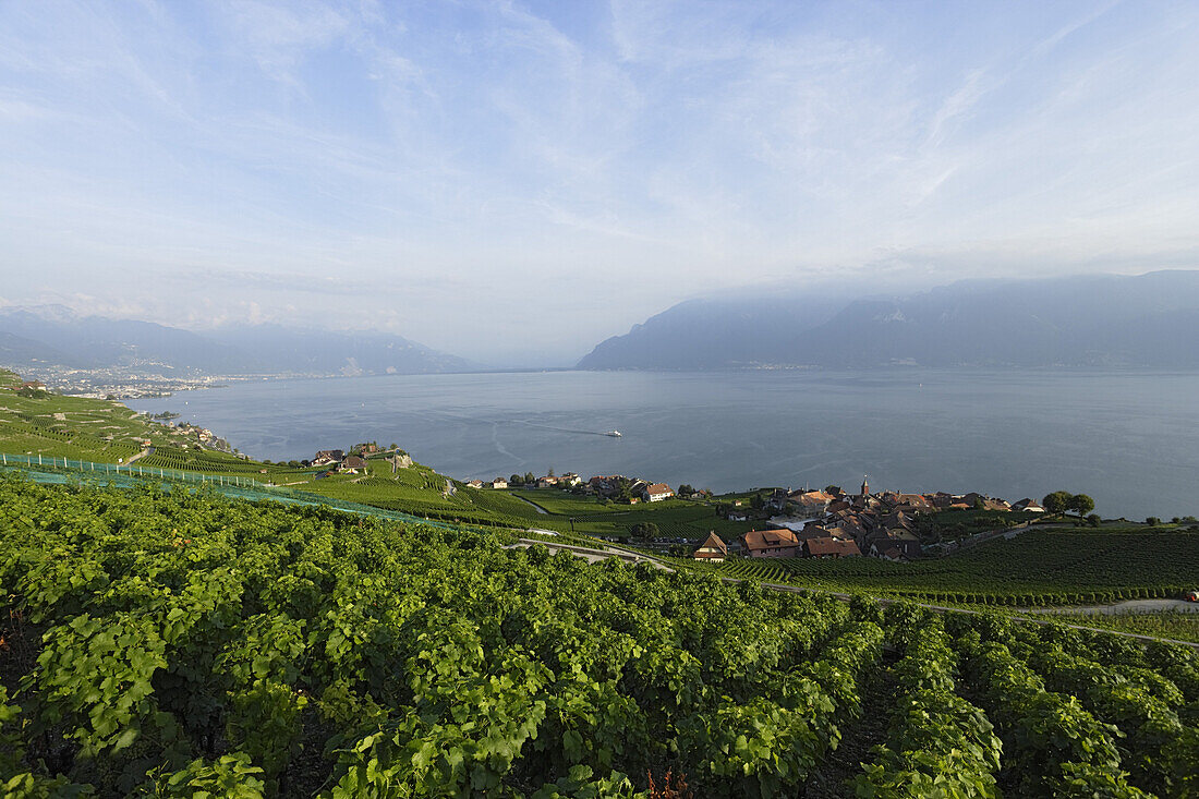 View over vineyards and Rivaz to lake Geneva, Lavaux, Canton of Vaud, Switzerland