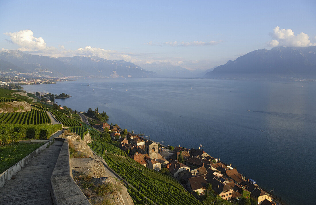 Blick über Weinberge und Saint Saphorin auf den Genfersee, Lavaux, Kanton Waadt, Schweiz