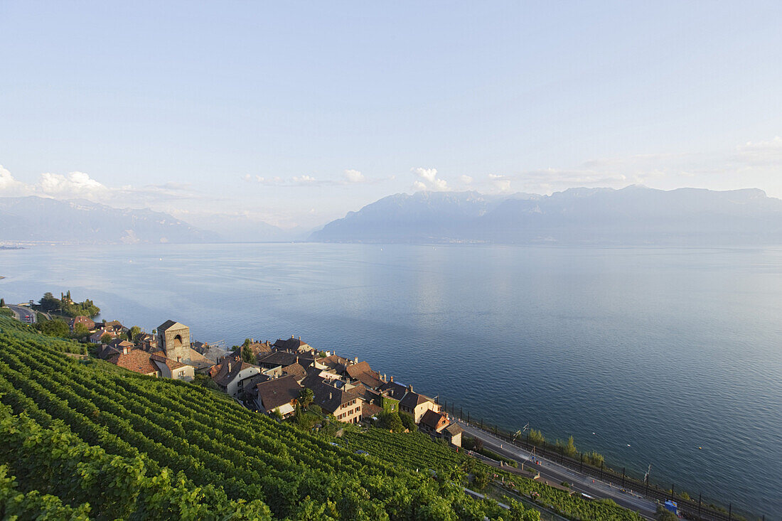 Blick über Weinberge und Saint Saphorin auf den Genfersee, Lavaux, Kanton Waadt, Schweiz