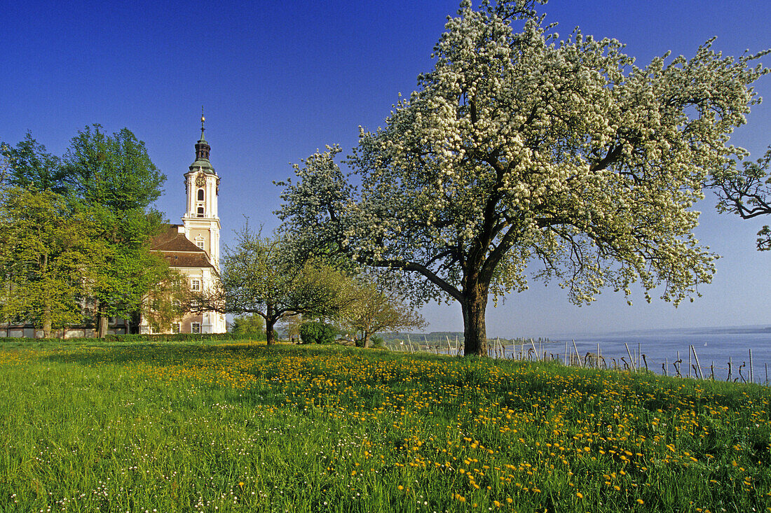 Pilgrimage church in spring, Unteruhldingen, Lake Constance, Baden-Wurttemberg, Germany