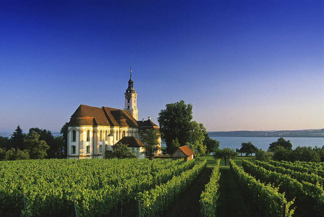 Weinreben und Wallfahrtskirche Kloster Birnau unter blauem Himmel, Bodensee, Baden-Württemberg, Deutschland