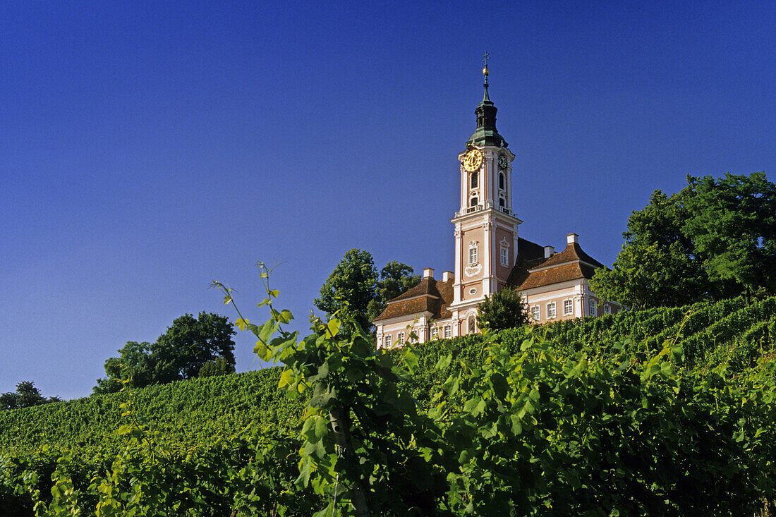 Vineyard with pilgrimage church Birnau, Unteruhldingen, Baden Wurttemberg, Germany