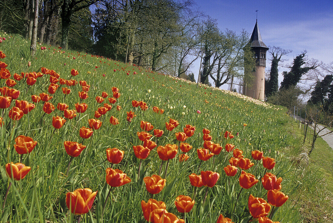 Red tulips in the sunlight and Sweden tower, Mainau island, Lake Constance, Baden Wurttemberg, Germany