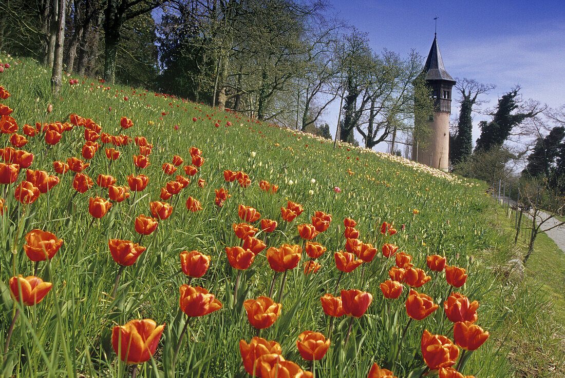 Rote Tulpen im Sonnenlicht und Schwedenturm, Insel Mainau, Baden-Württemberg, Deutschland