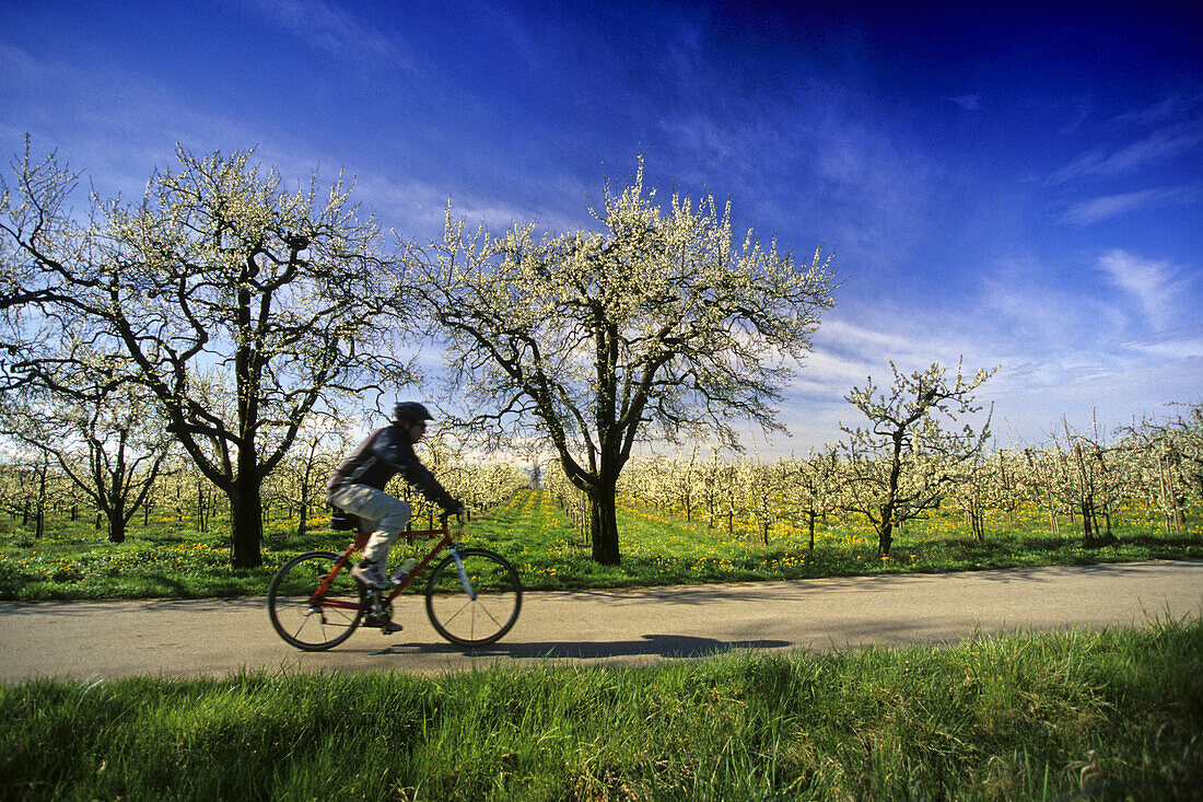 Fahrradfahrer passiert Obstbaumplantage, Bodensee, Baden-Württemberg, Deutschland