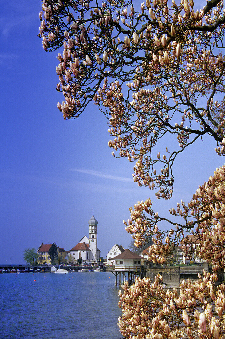 Magnolia blossom, view over Lake Constance to Wasserburg, Bavaria, Germany