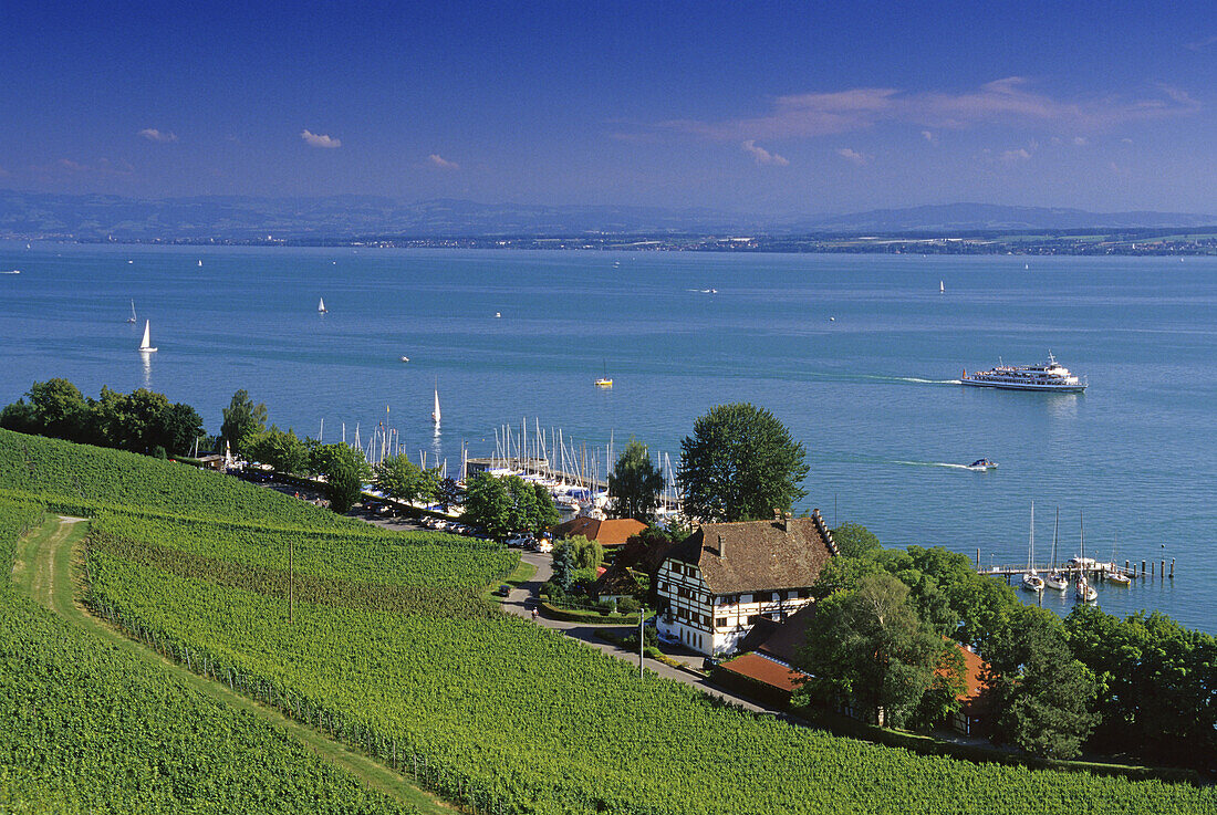 Blick auf Weinfeld am Seeufer und den Bodensee, Baden-Württemberg, Deutschland