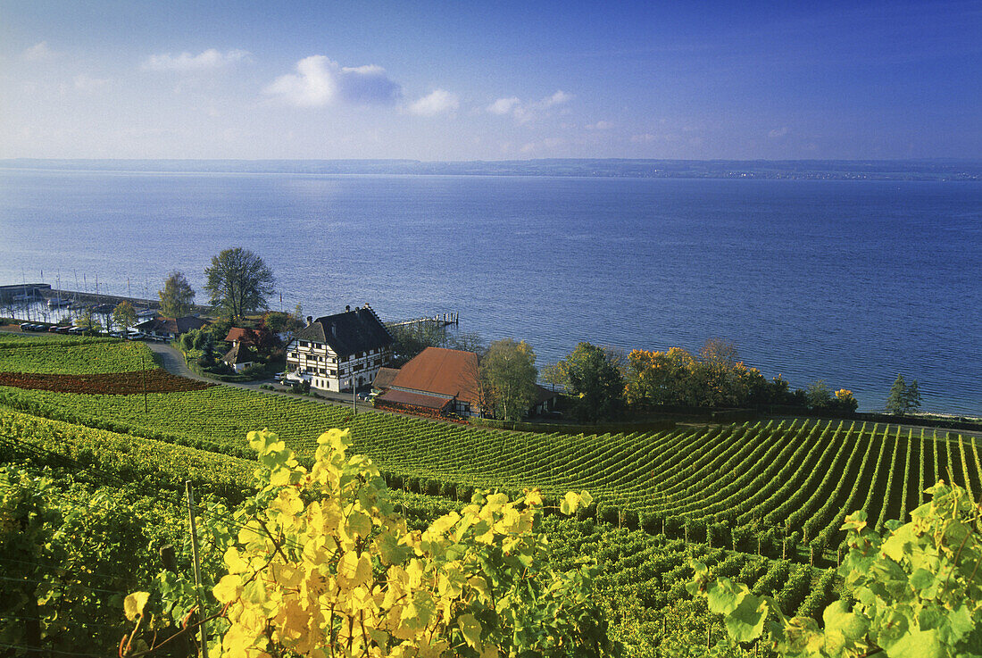 Weingut in den Weinbergen am Bodenseeufer, Bodensee, Baden-Württemberg, Deutschland