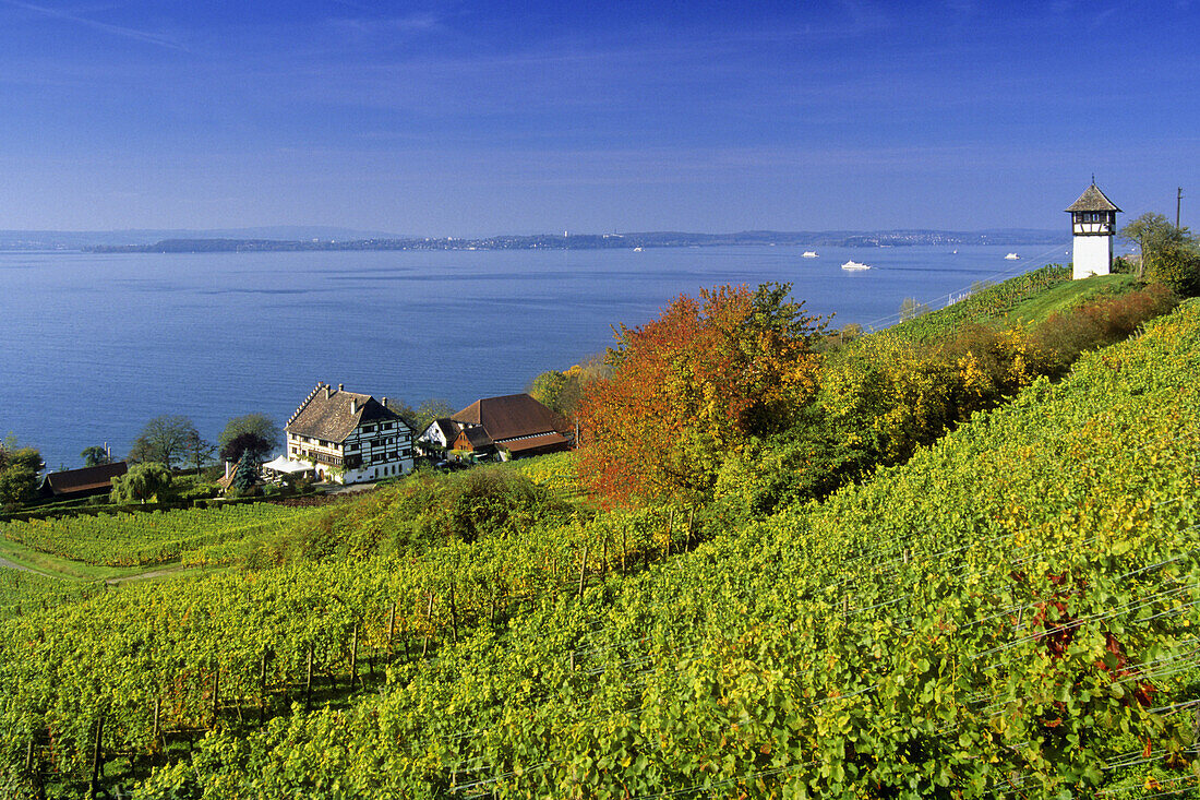 Vineyards at Lake Constance, Baden-Wurttemberg Meersburg , Germany