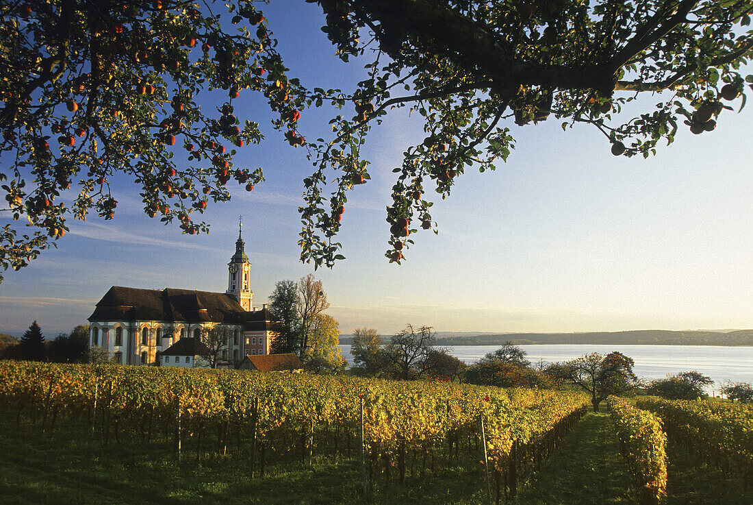 Branches of an apple tree, a vineyard and the pilgrimage church of Birnau abbey in the light of the evening sun, Lake Constance, Baden Wurttemberg, Germany